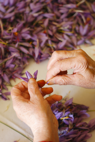Spanish Saffron